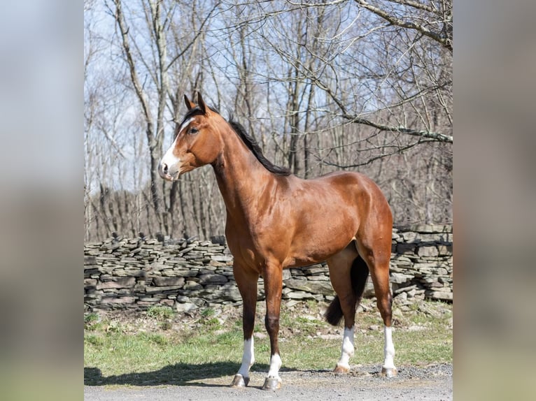 American Quarter Horse Castrone 6 Anni 165 cm Baio ciliegia in Everett PA