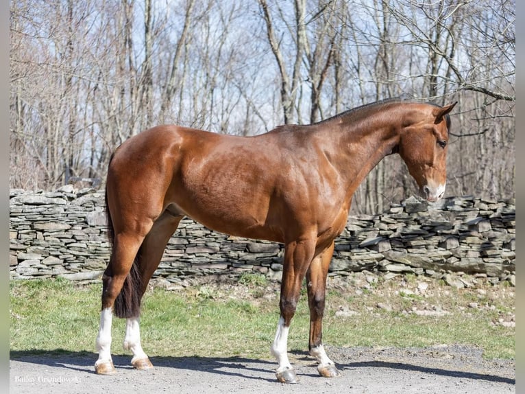 American Quarter Horse Castrone 6 Anni 165 cm Baio ciliegia in Everett PA