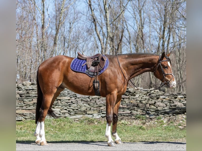 American Quarter Horse Castrone 6 Anni 165 cm Baio ciliegia in Everett PA