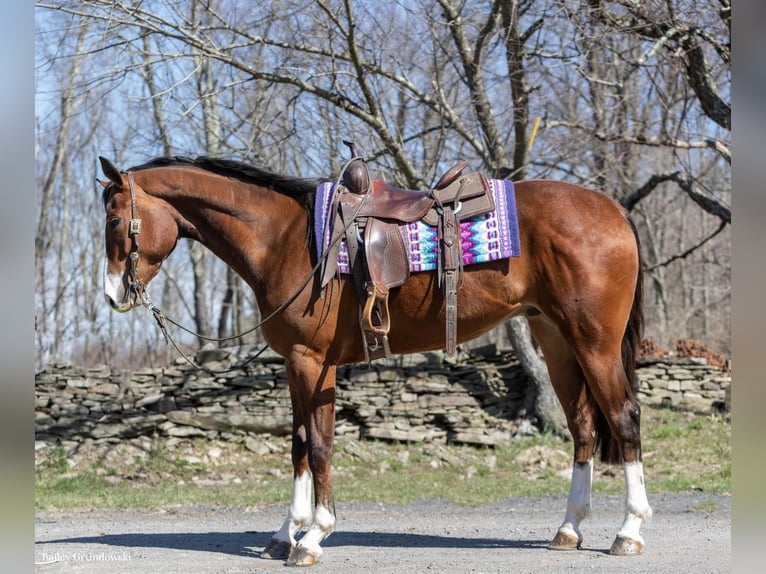 American Quarter Horse Castrone 6 Anni 165 cm Baio ciliegia in Everett PA