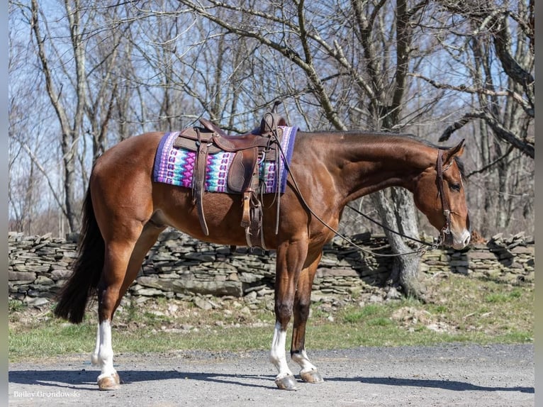 American Quarter Horse Castrone 6 Anni 165 cm Baio ciliegia in Everett PA