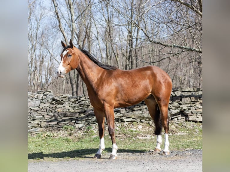 American Quarter Horse Castrone 6 Anni 165 cm Baio ciliegia in Everett PA