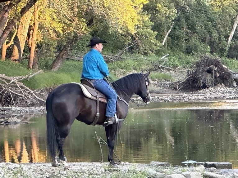 American Quarter Horse Castrone 6 Anni 165 cm Morello in Lisbon IA