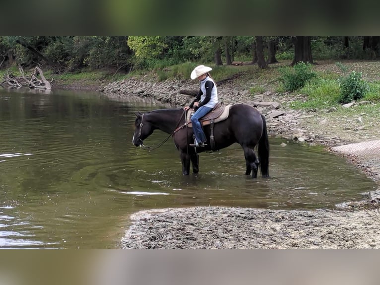 American Quarter Horse Castrone 6 Anni 165 cm Morello in Lisbon IA