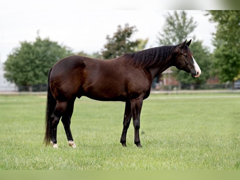 American Quarter Horse Castrone 6 Anni 165 cm Morello in Lisbon IA