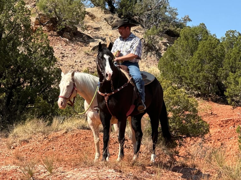 American Quarter Horse Castrone 6 Anni 165 cm Morello in Lisbon IA