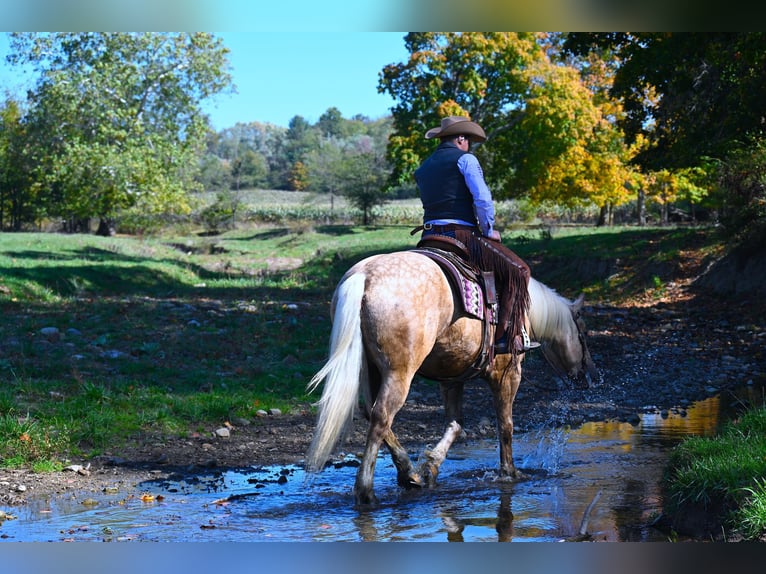 American Quarter Horse Mix Castrone 6 Anni 165 cm Palomino in Fredericksburg, OH