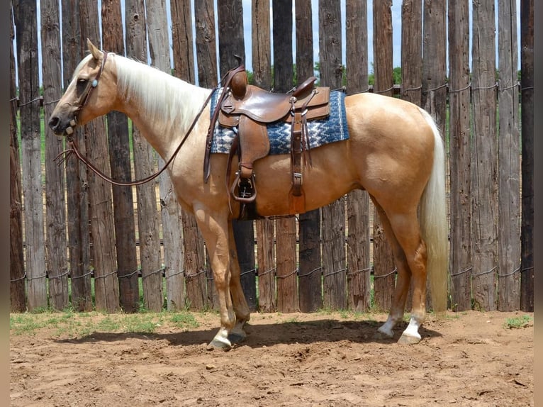 American Quarter Horse Castrone 6 Anni 165 cm Palomino in Stephenville, TX