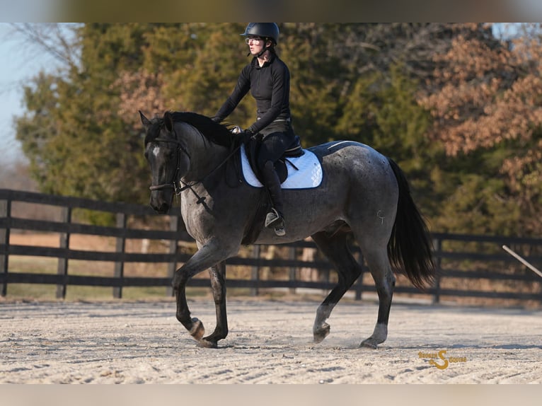 American Quarter Horse Castrone 6 Anni 165 cm Roano blu in Bogard MO