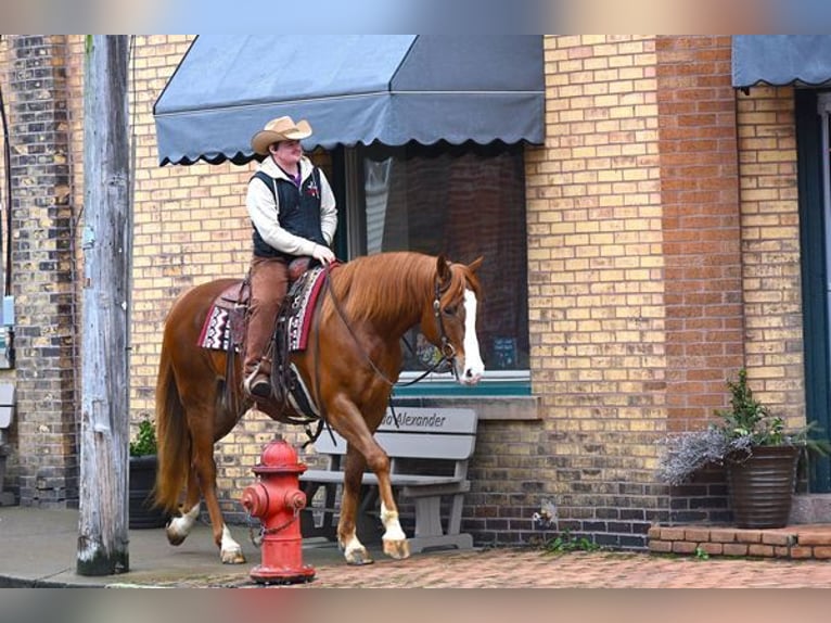 American Quarter Horse Castrone 6 Anni 165 cm Sauro scuro in Fredricksburg, OH