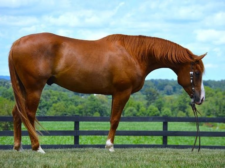 American Quarter Horse Castrone 6 Anni 165 cm Sauro scuro in Fredricksburg, OH