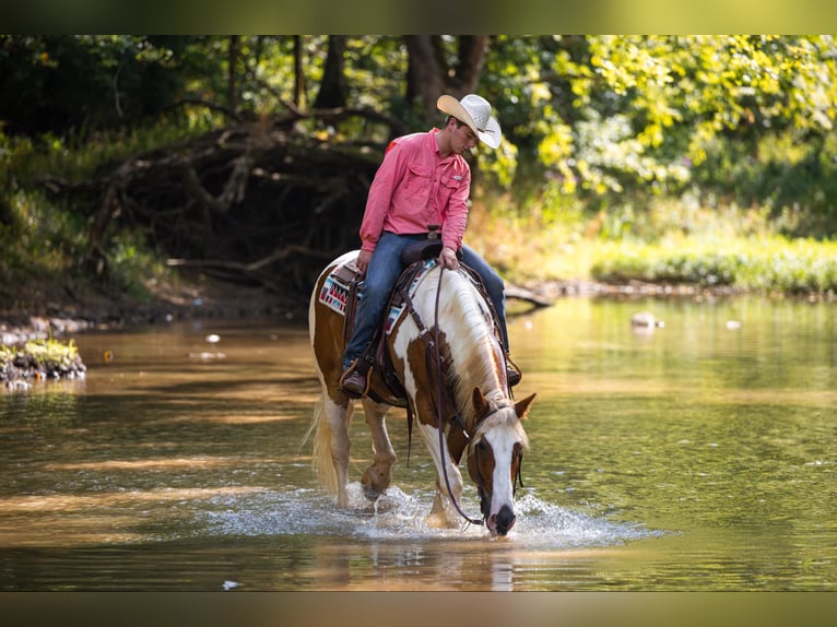 American Quarter Horse Castrone 6 Anni 165 cm Tobiano-tutti i colori in Ewing Ky