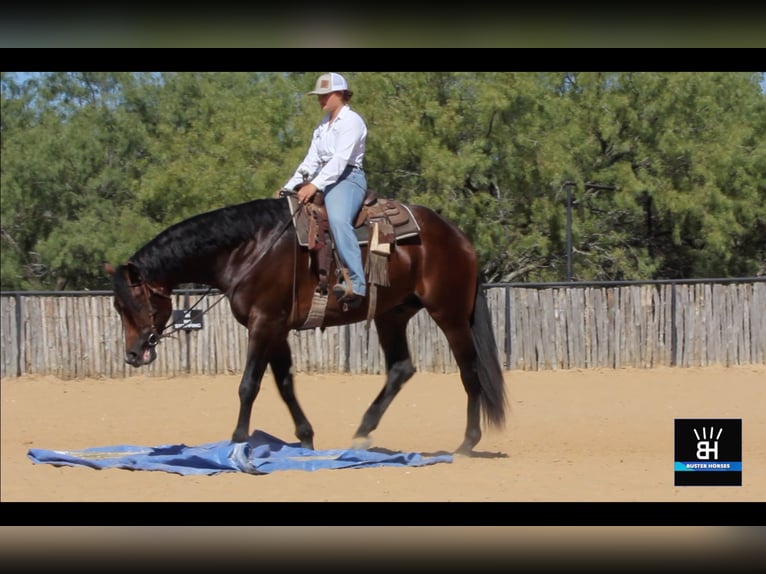 American Quarter Horse Castrone 6 Anni 168 cm Baio ciliegia in Weatherford TX