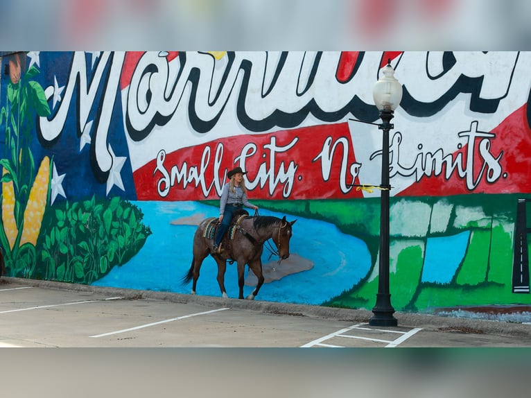 American Quarter Horse Castrone 6 Anni 168 cm Baio roano in Quitman