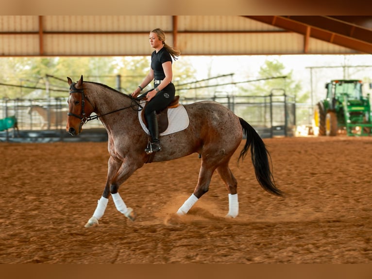 American Quarter Horse Castrone 6 Anni 168 cm Baio roano in Quitman