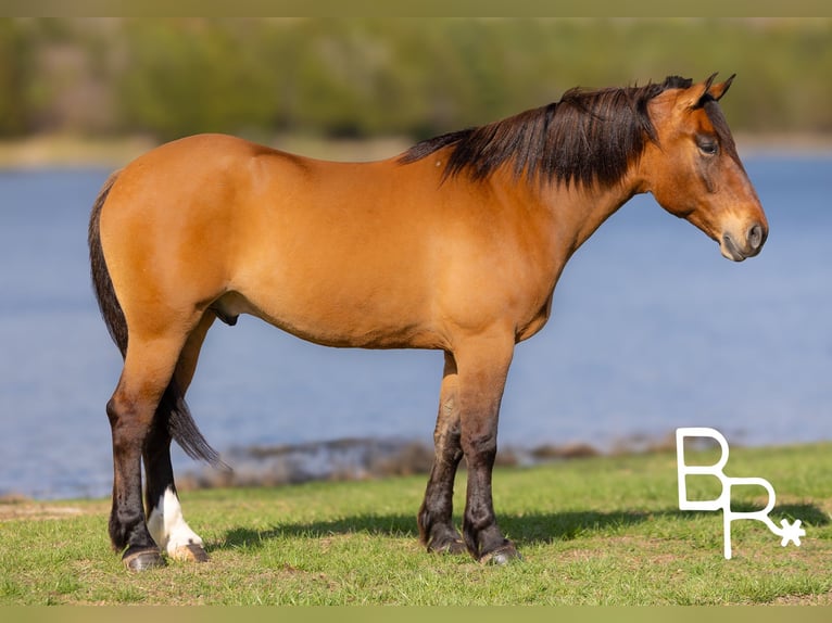 American Quarter Horse Castrone 6 Anni 168 cm Falbo in Mountain Grove MO