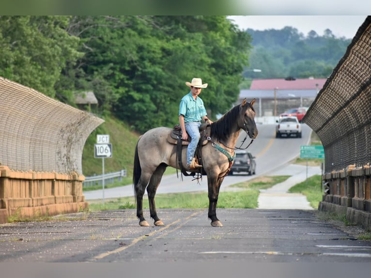 American Quarter Horse Castrone 6 Anni 168 cm Falbo in Sweet Springs MO