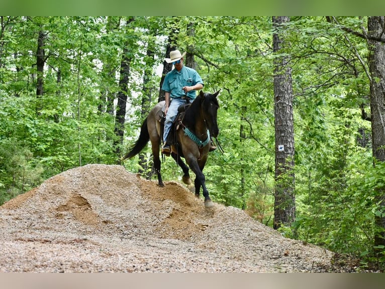 American Quarter Horse Castrone 6 Anni 168 cm Falbo in Sweet Springs MO