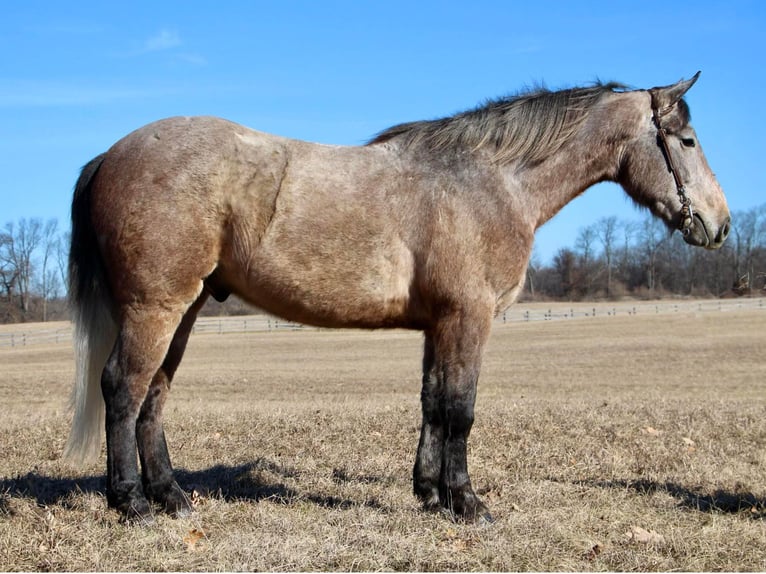 American Quarter Horse Castrone 6 Anni 168 cm Grigio rossastro in Highland MI