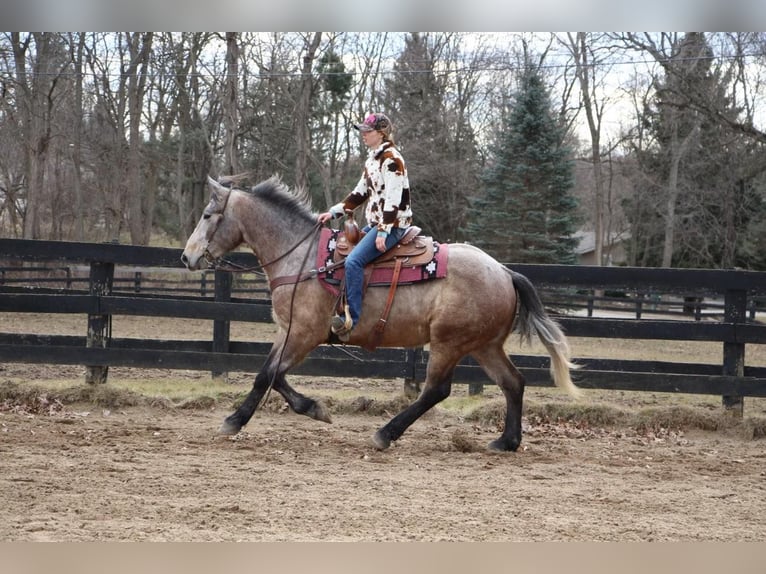 American Quarter Horse Castrone 6 Anni 168 cm Grigio rossastro in Highland MI