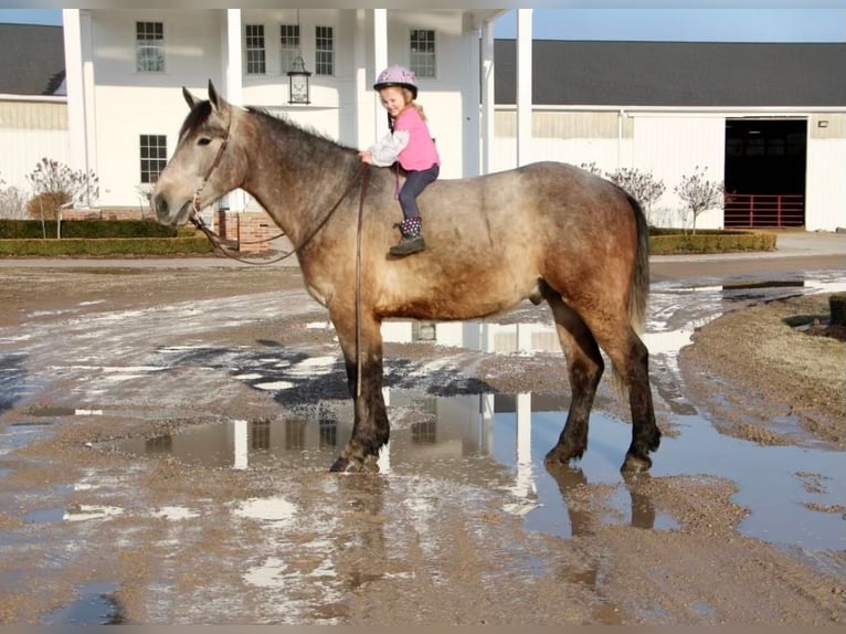 American Quarter Horse Castrone 6 Anni 168 cm Grigio rossastro in Highland MI