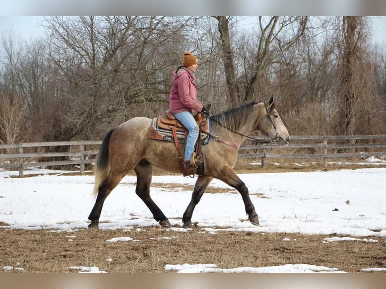 American Quarter Horse Castrone 6 Anni 168 cm Grigio rossastro in Highland MI