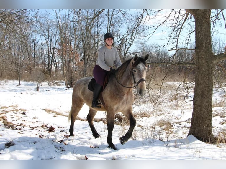 American Quarter Horse Castrone 6 Anni 168 cm Grigio rossastro in Highland MI