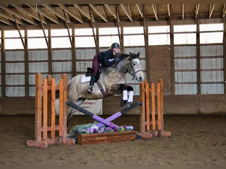 American Quarter Horse Castrone 6 Anni 168 cm Grigio rossastro in Highland MI