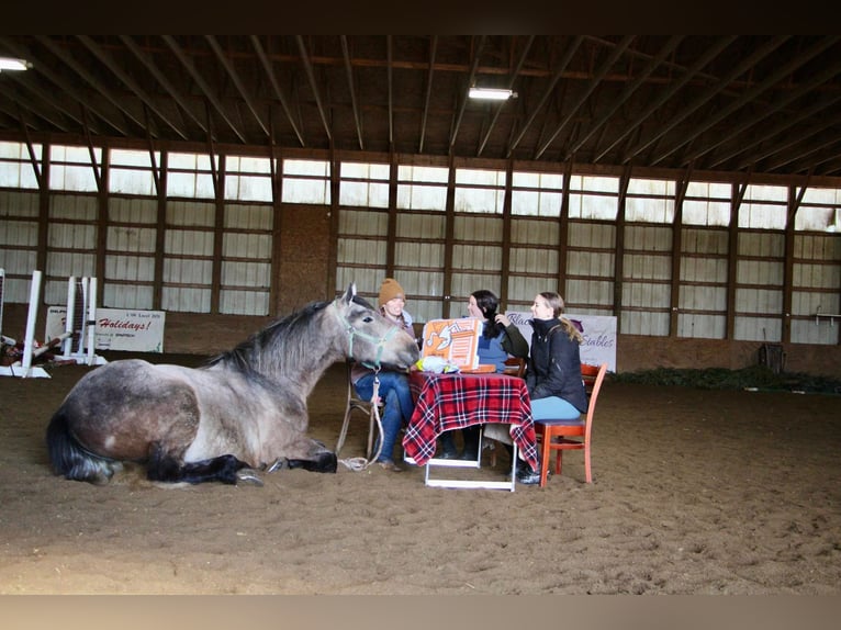 American Quarter Horse Castrone 6 Anni 168 cm Grigio rossastro in Highland MI