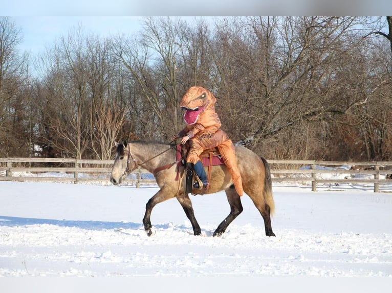 American Quarter Horse Castrone 6 Anni 168 cm Grigio rossastro in Highland MI