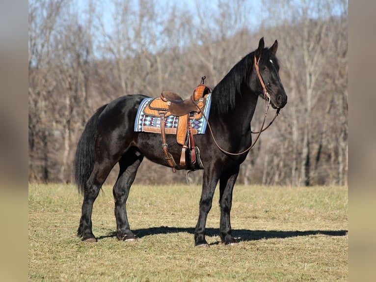 American Quarter Horse Castrone 6 Anni 168 cm Morello in Somerset, KY