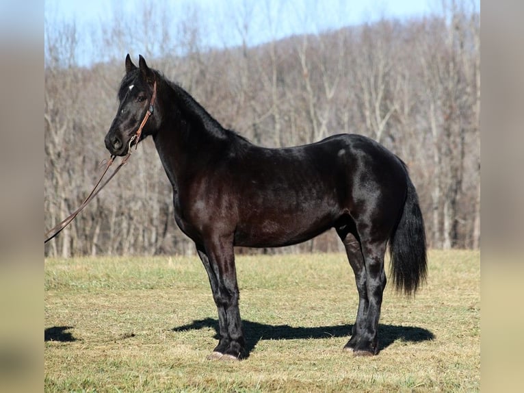 American Quarter Horse Castrone 6 Anni 168 cm Morello in Somerset, KY