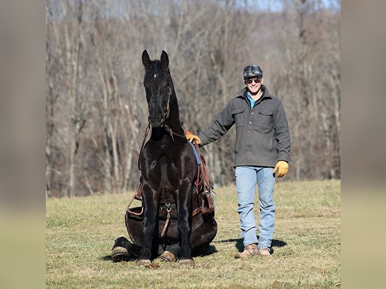 American Quarter Horse Castrone 6 Anni 168 cm Morello in Somerset, KY