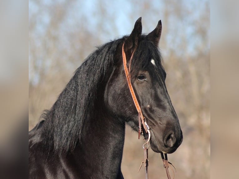 American Quarter Horse Castrone 6 Anni 168 cm Morello in Somerset