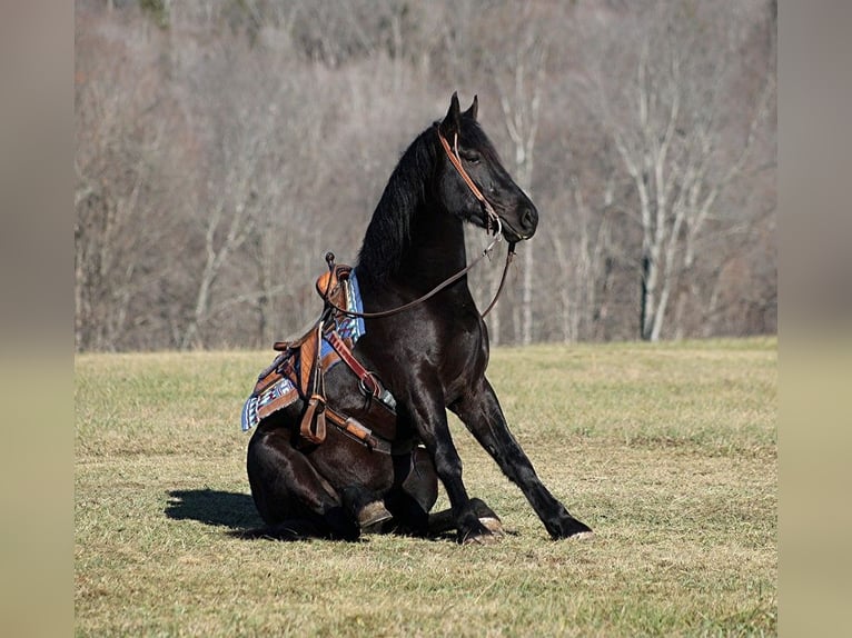 American Quarter Horse Castrone 6 Anni 168 cm Morello in Somerset