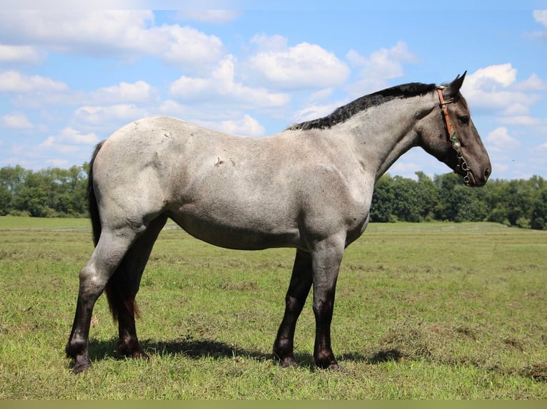 American Quarter Horse Castrone 6 Anni 168 cm Roano blu in Highland MI