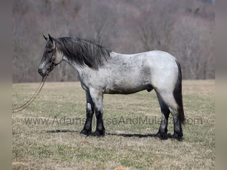 American Quarter Horse Castrone 6 Anni 168 cm Roano blu in Mount Vernon