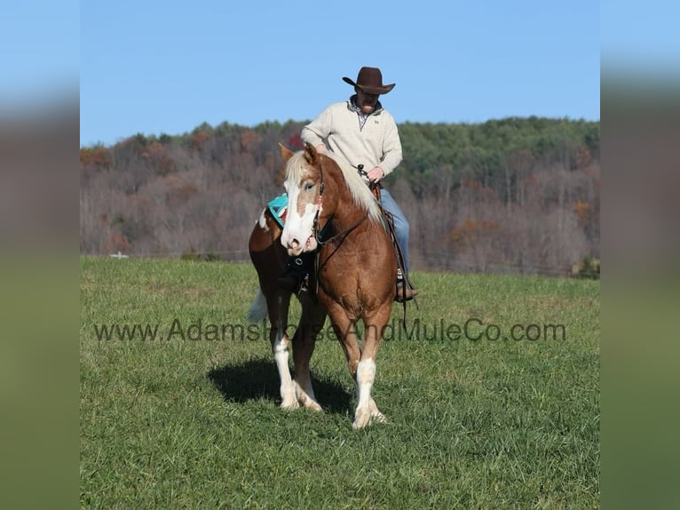 American Quarter Horse Castrone 6 Anni 168 cm Sauro ciliegia in Mount Vernon