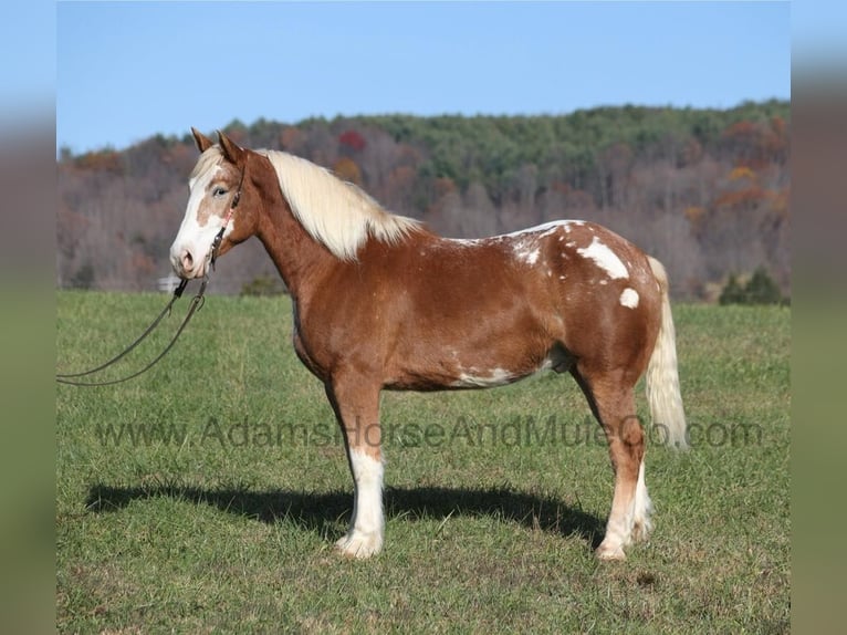 American Quarter Horse Castrone 6 Anni 168 cm Sauro ciliegia in Mount Vernon