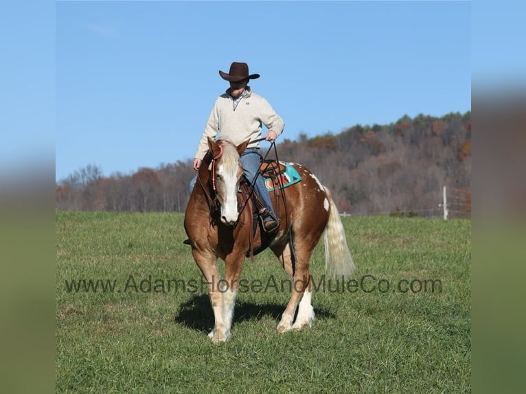 American Quarter Horse Castrone 6 Anni 168 cm Sauro ciliegia in Mount Vernon