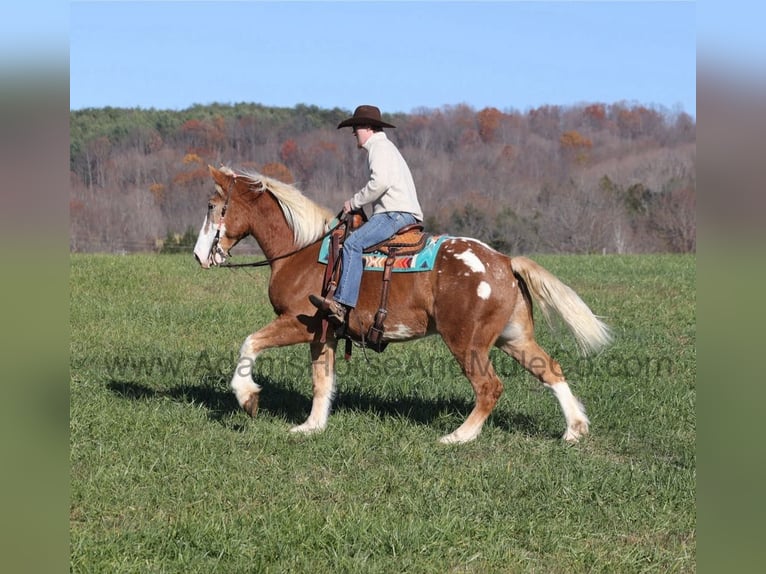 American Quarter Horse Castrone 6 Anni 168 cm Sauro ciliegia in Mount Vernon