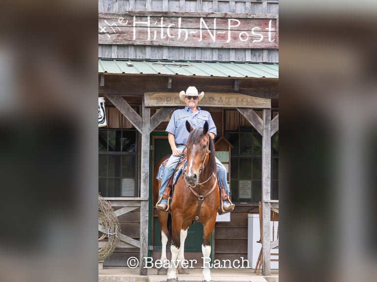 American Quarter Horse Castrone 6 Anni 168 cm Tobiano-tutti i colori in MOuntain Grove MO