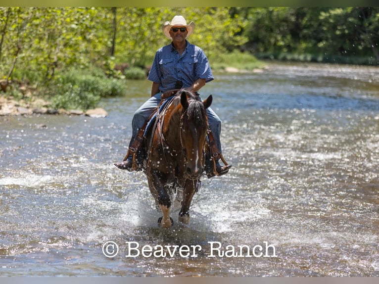 American Quarter Horse Castrone 6 Anni 168 cm Tobiano-tutti i colori in MOuntain Grove MO