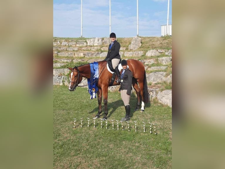 American Quarter Horse Castrone 6 Anni 170 cm Baio in Burgebrach