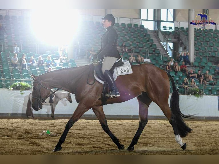 American Quarter Horse Castrone 6 Anni 170 cm Baio in Burgebrach