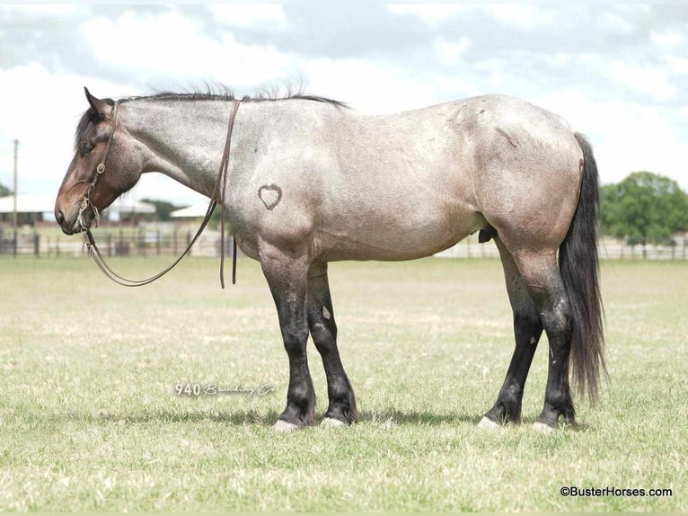 American Quarter Horse Castrone 6 Anni 170 cm Baio roano in WeATHERFORD tx