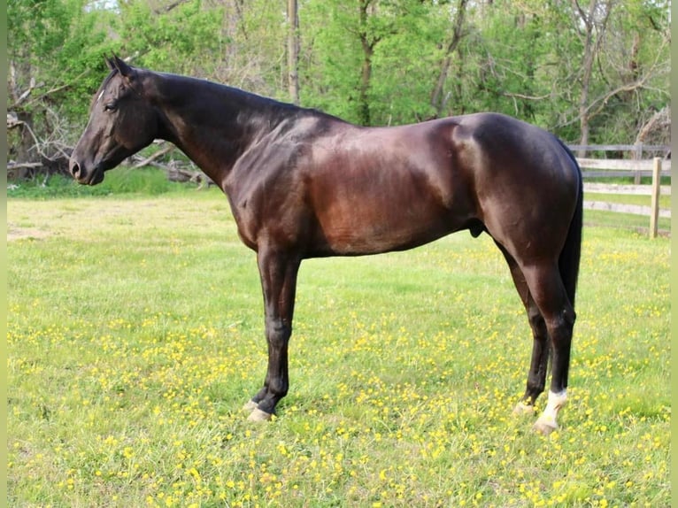 American Quarter Horse Castrone 6 Anni 170 cm Morello in Allentown, NJ