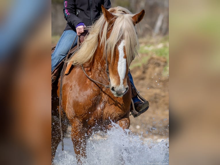 American Quarter Horse Mix Castrone 6 Anni 170 cm Sauro ciliegia in Auburn, KY