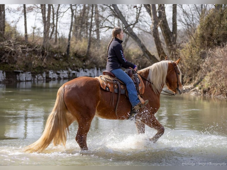 American Quarter Horse Mix Castrone 6 Anni 170 cm Sauro ciliegia in Auburn, KY