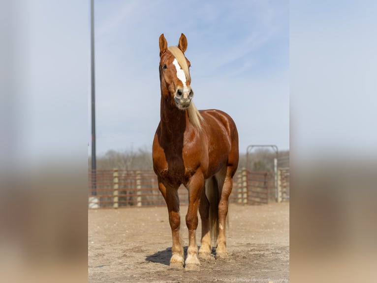 American Quarter Horse Mix Castrone 6 Anni 170 cm Sauro ciliegia in Auburn, KY